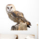 Barn Owl