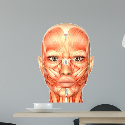 Human Anatomy Face Wall Mural shown on a wall