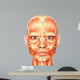 Human Anatomy - Face Wall Mural