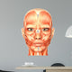 Human Anatomy - Face Wall Mural
