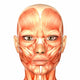 Human Anatomy - Face Wall Mural
