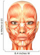 Human Anatomy - Face Wall Mural