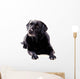 Labrador Sitting