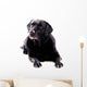 Labrador Sitting