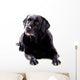 Labrador Sitting