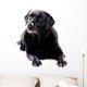 Labrador Sitting