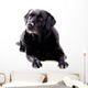 Labrador Sitting