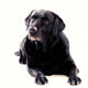 Labrador Sitting