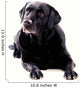 Labrador Sitting