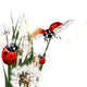 Background with vector green grass, dandelions and ladybirds Wall Decal