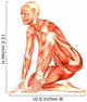Human Anatomy Wall Decal