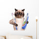 Brushing Teeth Cat