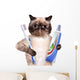 Brushing Teeth Cat