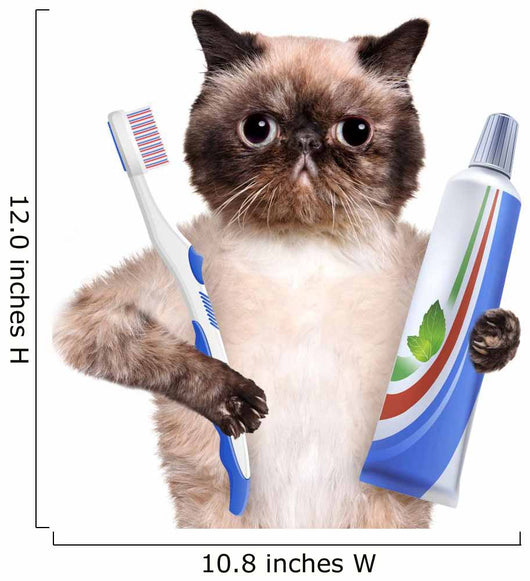 Brushing Teeth Cat