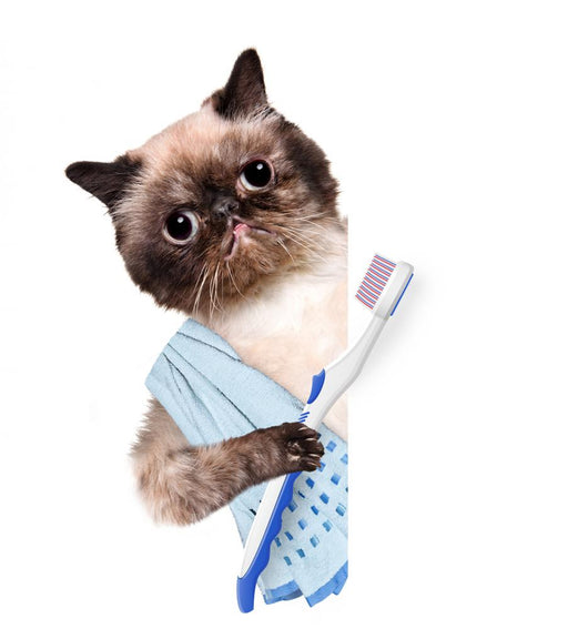 Cat Brushing Teeth Wall Decal