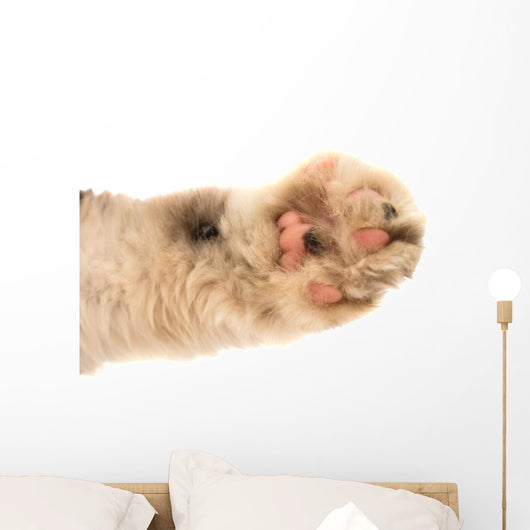 Detail of a Cat Paw Wall Decal