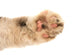 Detail of a Cat Paw Wall Decal