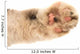 Detail of a Cat Paw Wall Decal