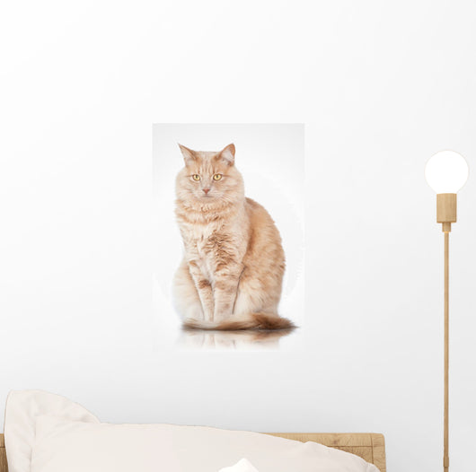 Cat Elegant Pose