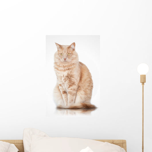 Cat Elegant Pose