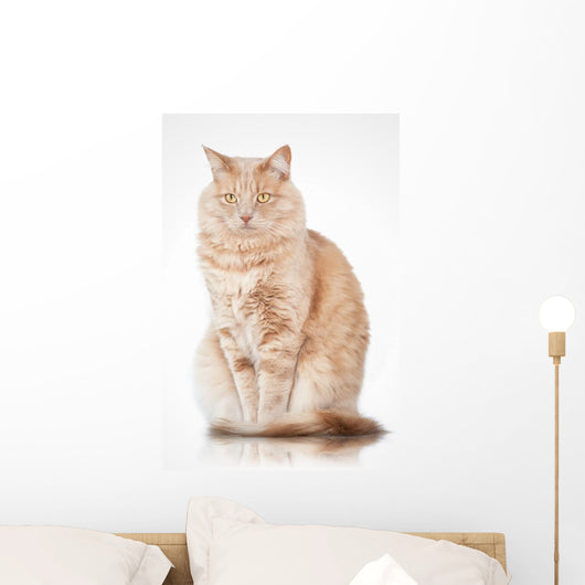 Cat Elegant Pose