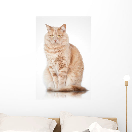 Cat Elegant Pose