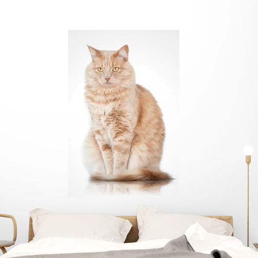 Cat Elegant Pose