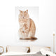 Cat Elegant Pose