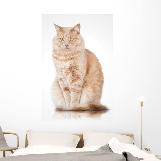 Cat Elegant Pose