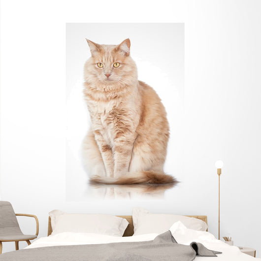 Cat Elegant Pose