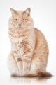 Cat Elegant Pose