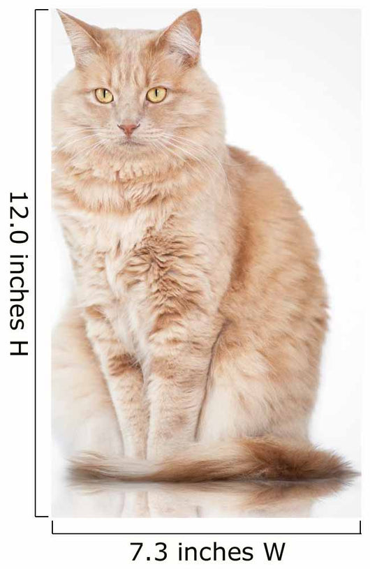 Cat Elegant Pose