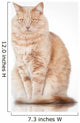 Cat Elegant Pose