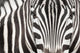 Close-up Zebra Head and