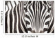 Close-up Zebra Head and