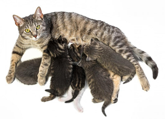 Cat Family - Cat and Her Kittens Wall Decal