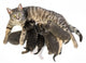 Cat Family - Cat and Her Kittens Wall Decal