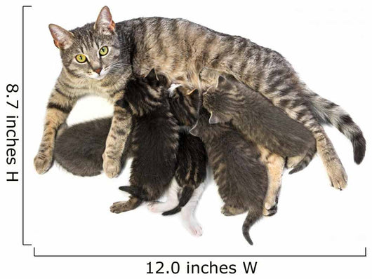 Cat Family - Cat and Her Kittens Wall Decal