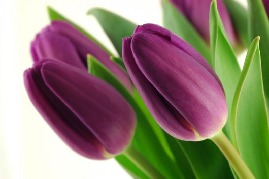 Purple tulips Wall Decal