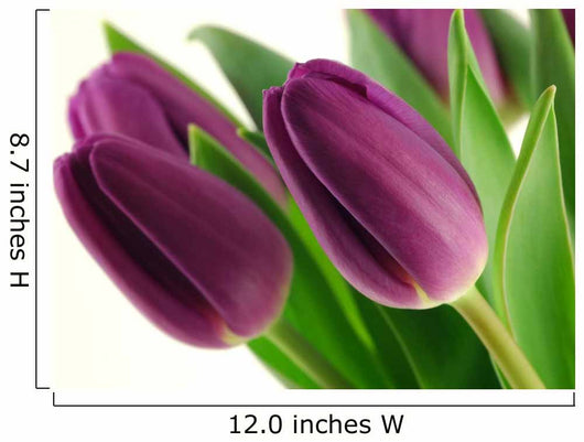 Purple tulips Wall Decal