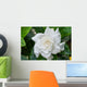 White Gardenia Flower with
