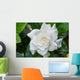 White Gardenia Flower with