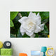 White Gardenia Flower with