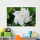 White Gardenia Flower with