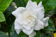 White Gardenia Flower with