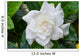 White Gardenia Flower with