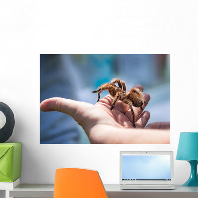 Child Holding Tarantula Spider Wall Decal shown on a wall