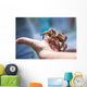 Child Holding Tarantula Spider Wall Decal