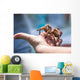 Child Holding Tarantula Spider Wall Decal