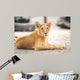 Portrait of beautiful lioness Wall Mural